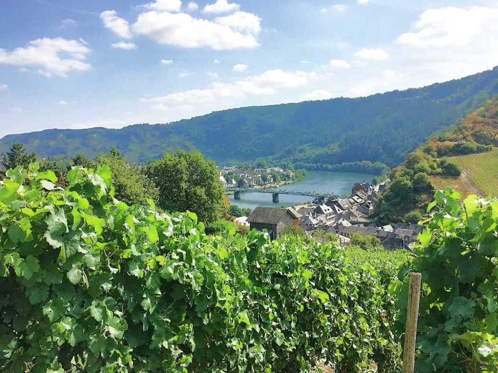 Wandern in den Weinbergen vor Traben-Trarbach - Moselurlaub in Ferienapartment Bacchus in Frienwohnungen Merl, Zandtstraße 9, 56856 Zell (Mosel)